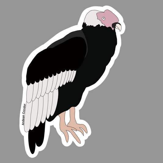 Andean Condor