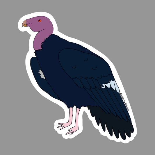 California Condor