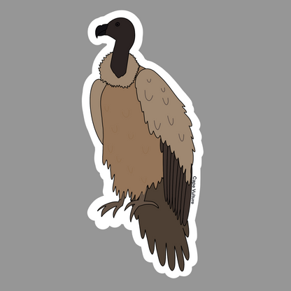 Cape Vulture