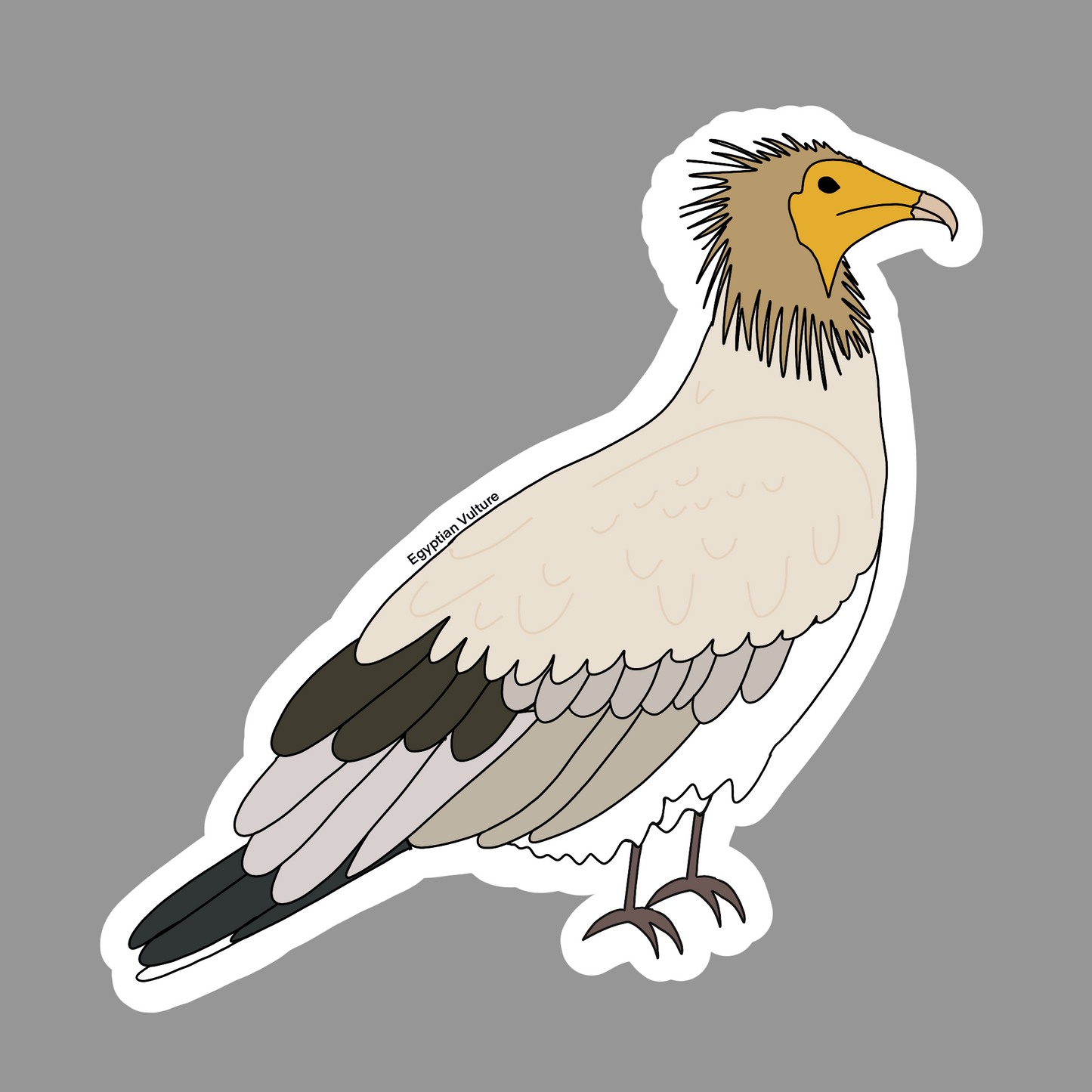 Egyptian Vulture