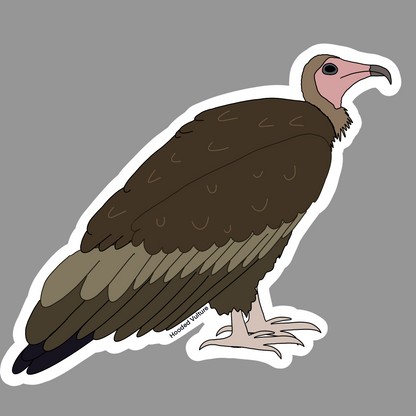 Hooded Vulture