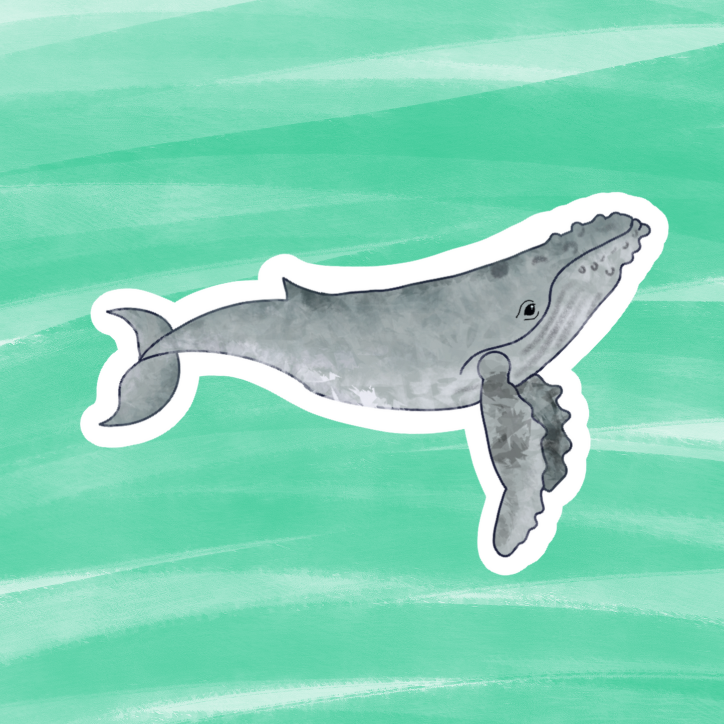 Humpback Whale