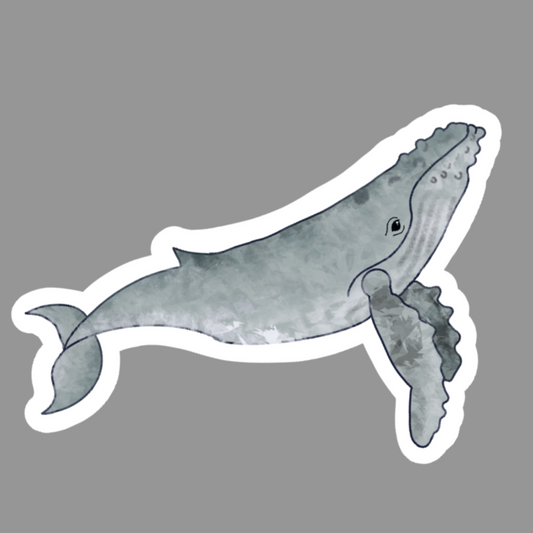 Humpback Whale