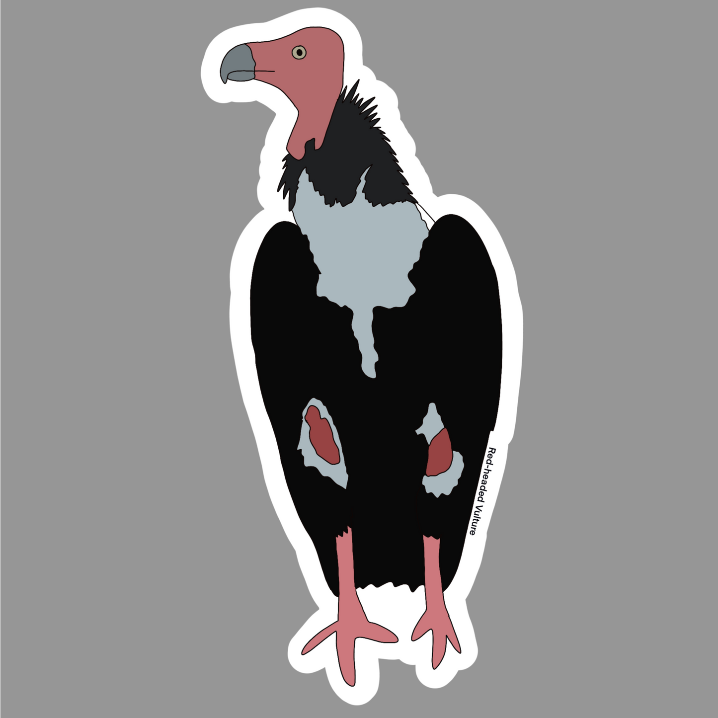 Red Headed Vulture