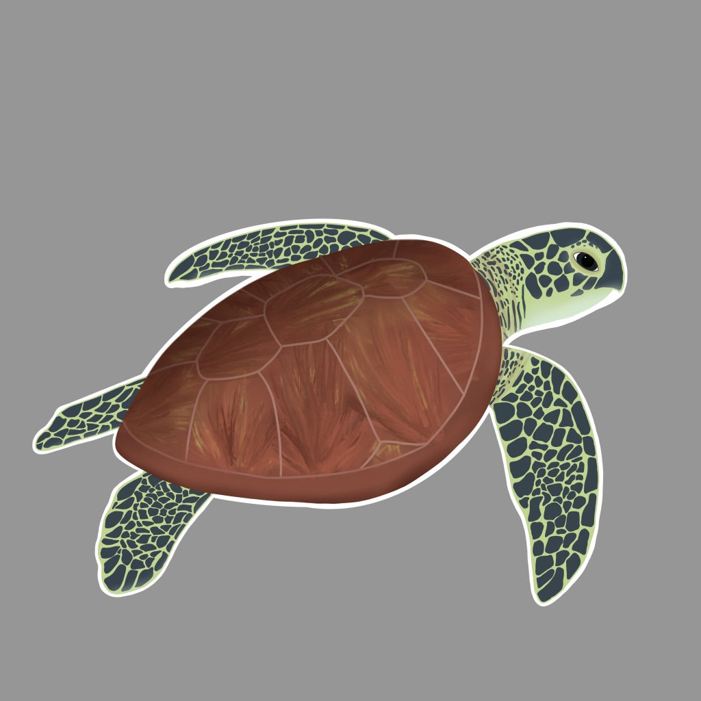 Sea Turtle