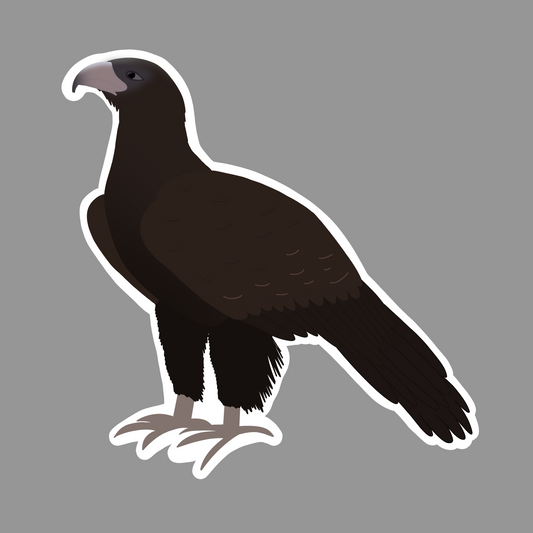 Wedge Tailed Eagle