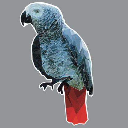 African Gray