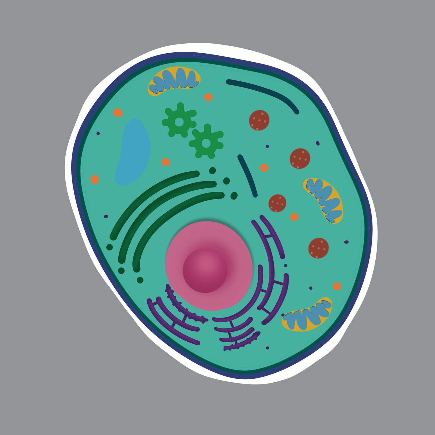 Human Cell