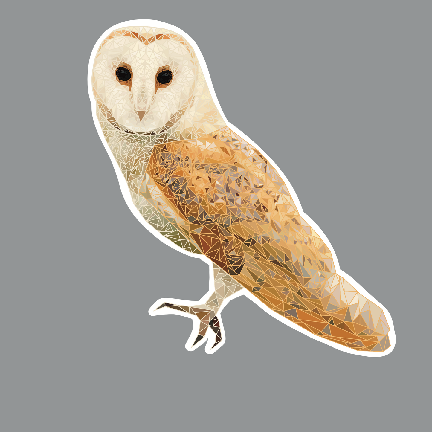 Barn Owl