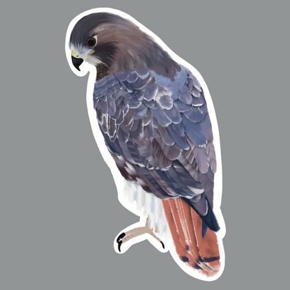 Red Tailed Hawk